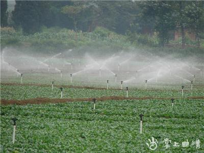 麒麟区去年蔬菜产业完成产值8亿元